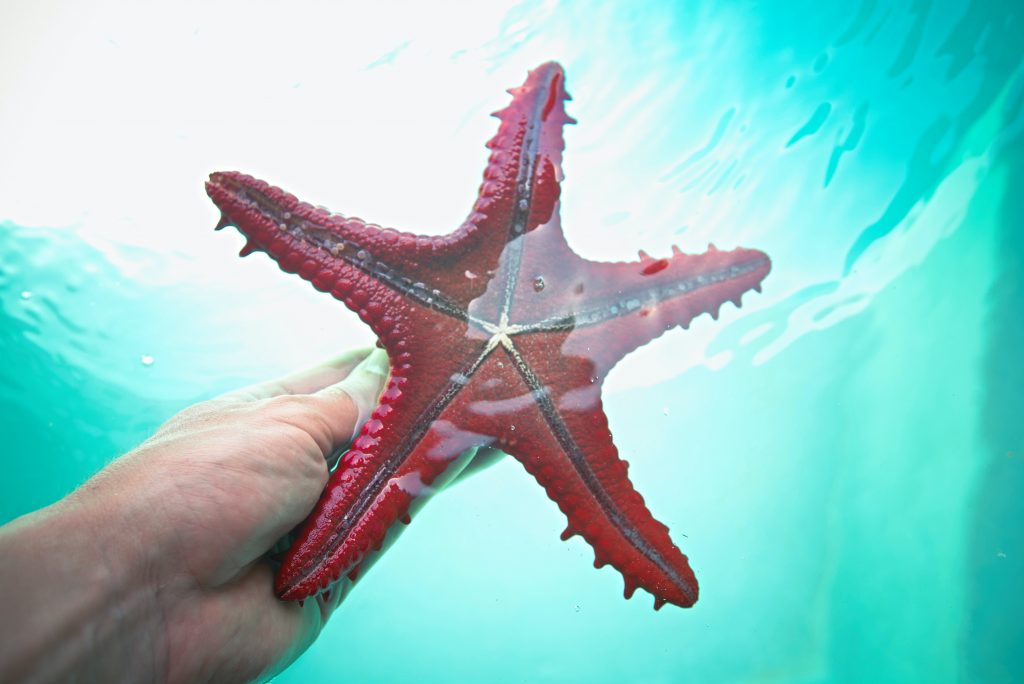 морская звезда в руке