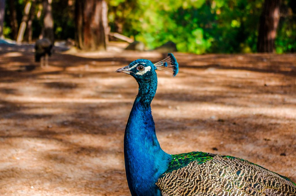 Что делать на острове Кос